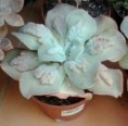 /album/mis-adquisiciones/a2013-08-16-09-43-59-copia-jpg1/